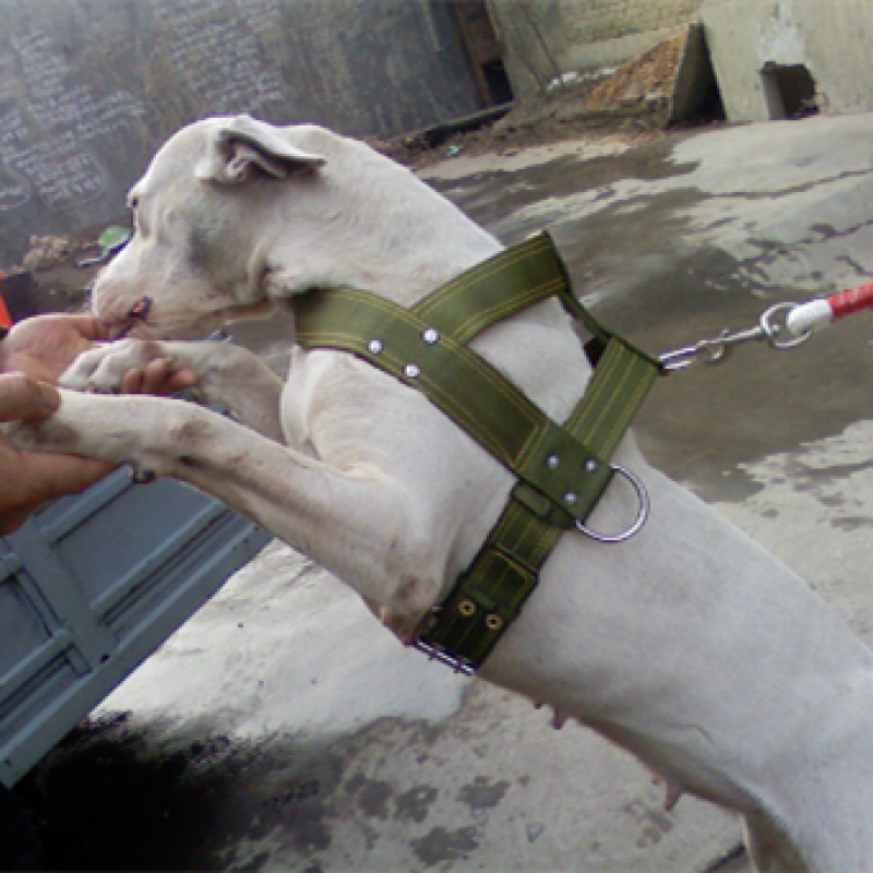 贝意品狗胸背带中型大型犬比特犬拖重带负重训练装备铁链雪橇狗拉车