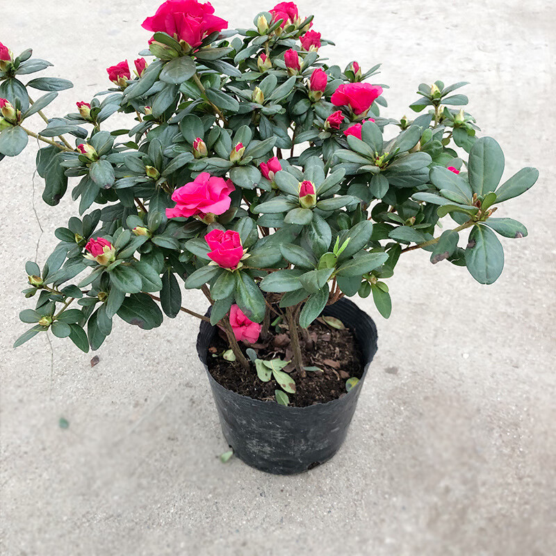 比利时西洋杜鹃花 杜娟花 室外园艺绿化盆栽花卉植物 高35-40cm 冠幅