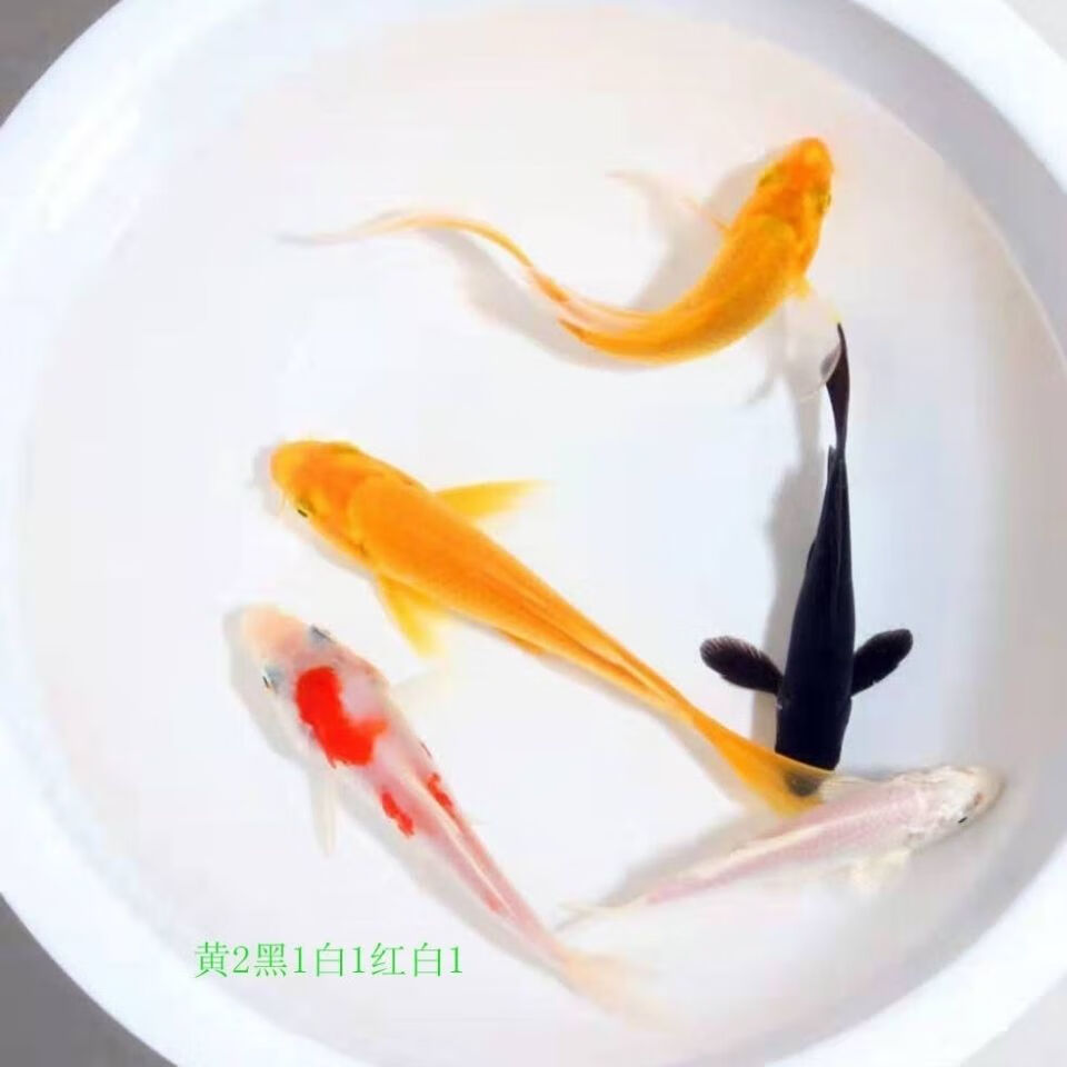 观赏鱼纯种锦鲤活体风水鱼冷水鱼红草金鱼活体红白三色各种组合 三宝8