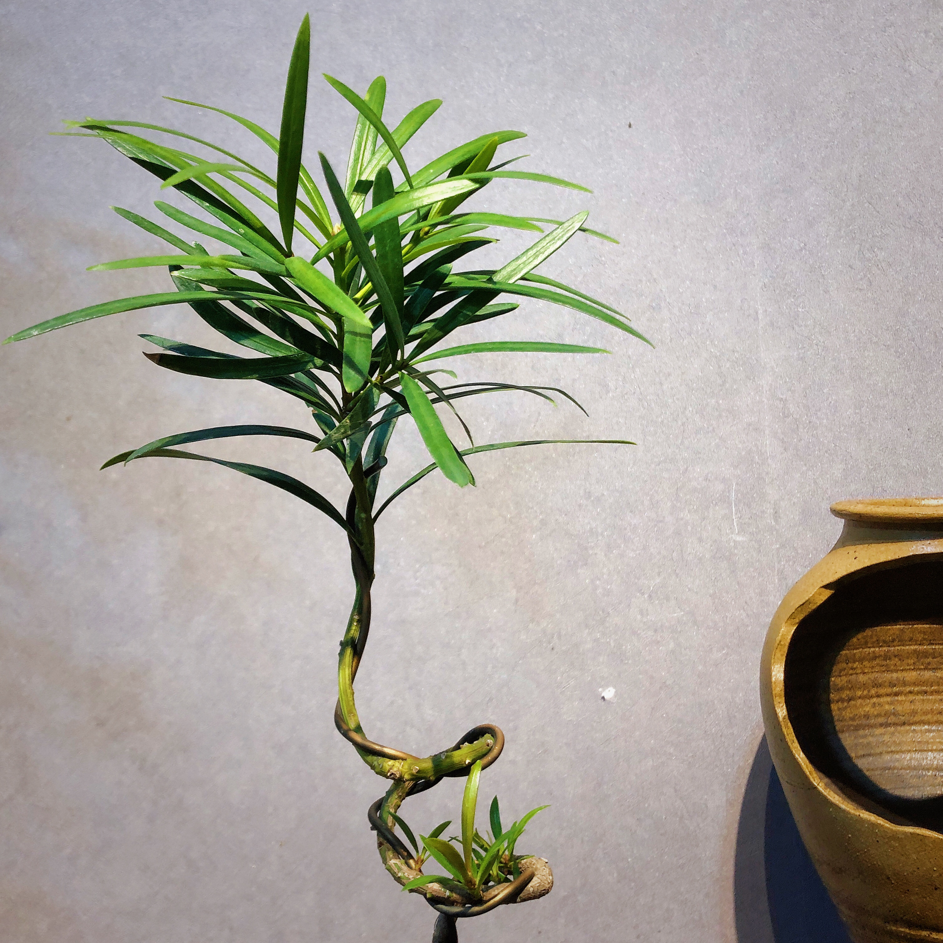 苔藓球水培绿植罗汉松室内桌面盆栽客厅办公室茶室书房意境植物 含盆