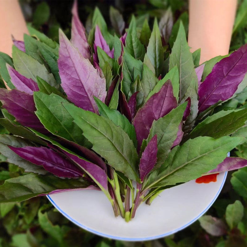 血皮菜四川新鲜紫背菜紫背天葵观音菜红背菜新鲜蔬菜 5斤装