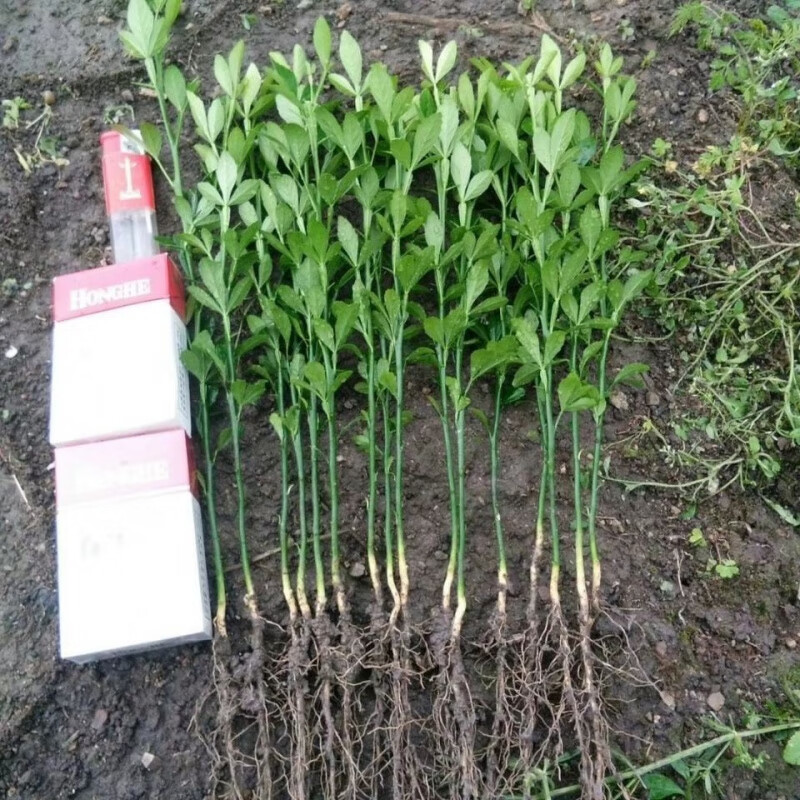 战长沙枳壳苗橙子柑桔枸橘苗嫁接积壳苗庭院围栏护园铁篱笆刺树围墙