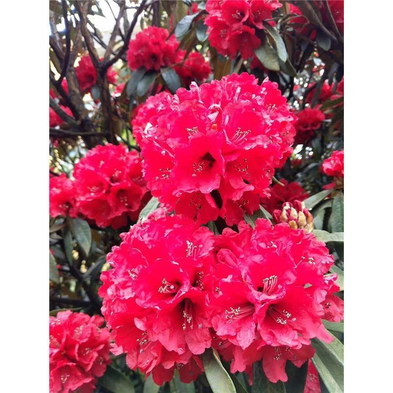 牧粮健盆栽小苗庭院映山红大树苗纳雍杜鹃杜鹃花大树贵州高山马缨花th