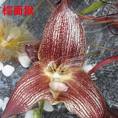 晗畅名贵兰花苗猴面兰猴脸兰小龙兰易养活办公室内绿植盆栽花卉 棕面