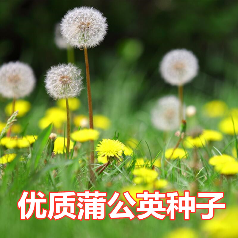 德资蒲公英种子花籽多室外年生花种子四季婆婆丁种子室外花卉种子
