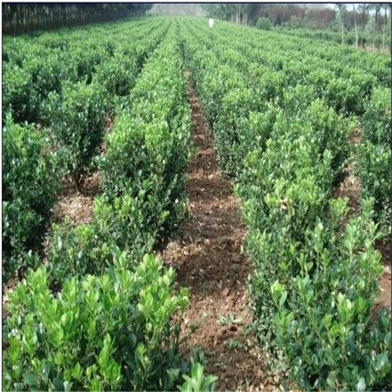 冬青树苗珊瑚篱笆墙绿篱围墙绿化苗木耐寒耐旱四季常青黄杨大叶扶芳藤