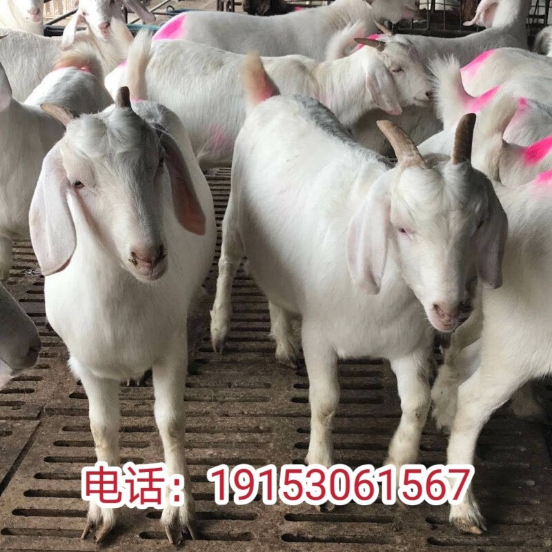 纯种白山羊活羊小羊羔怀孕母羊羊苗小羊崽活体种公羊改良肉羊