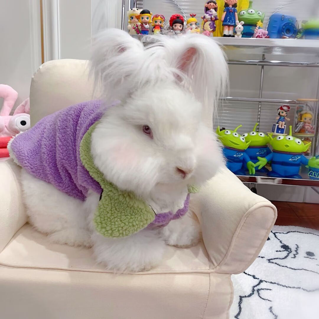 安哥拉兔大型长毛兔成年小兔子宿舍好养兔子幼崽