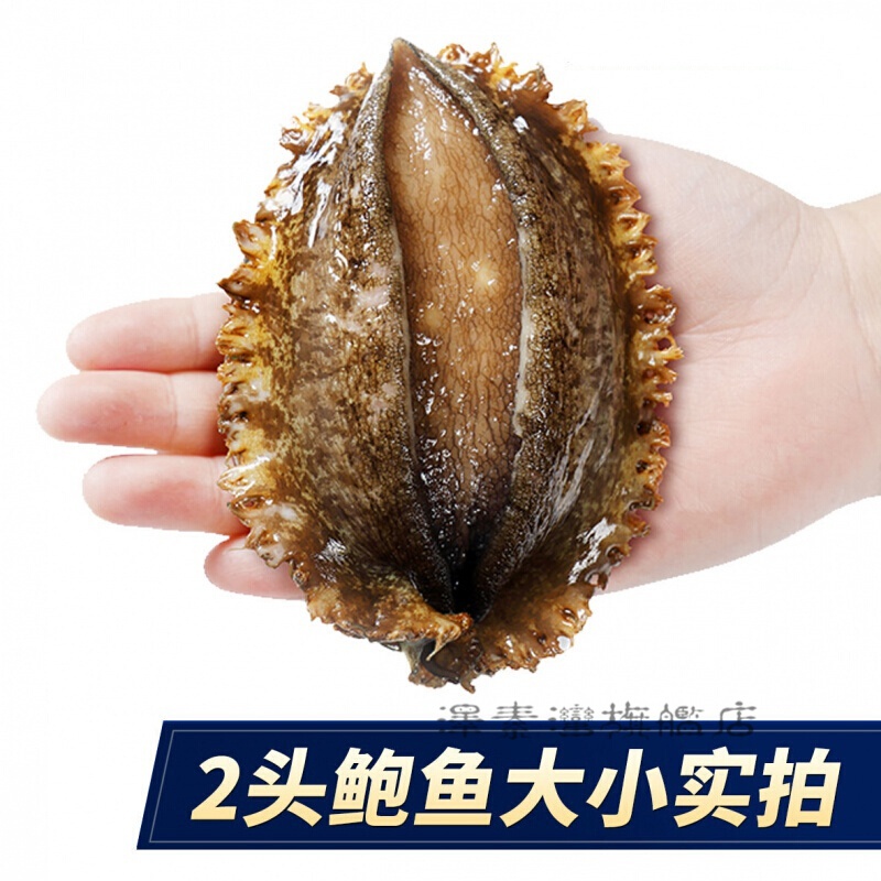 【活鲜】沢素湾  鲜活两头鲍 双头鲍 野生特大超大鲍鱼皱纹盘鲍海鲜