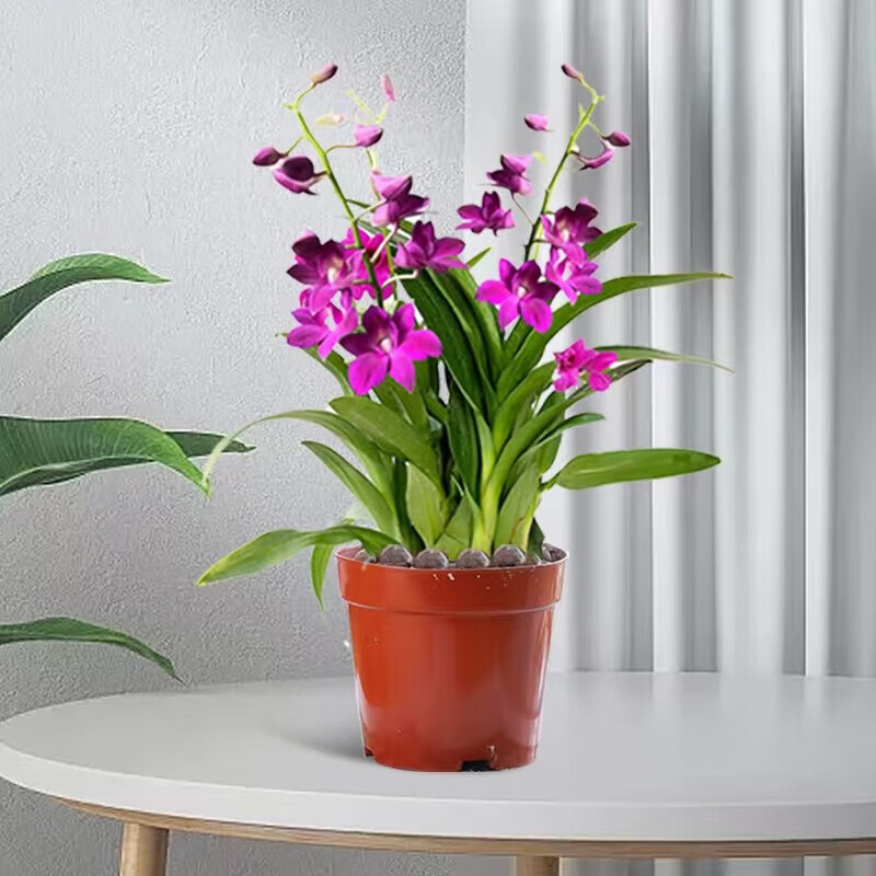 听雪楼   水培植物香水石斛兰盆栽带花苞文心兰水养四季花卉室内绿植