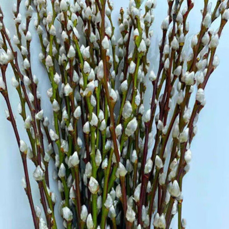 干花客厅室内装饰花年宵花卉水养植物银柳鲜花苞 80厘米【白色】30支