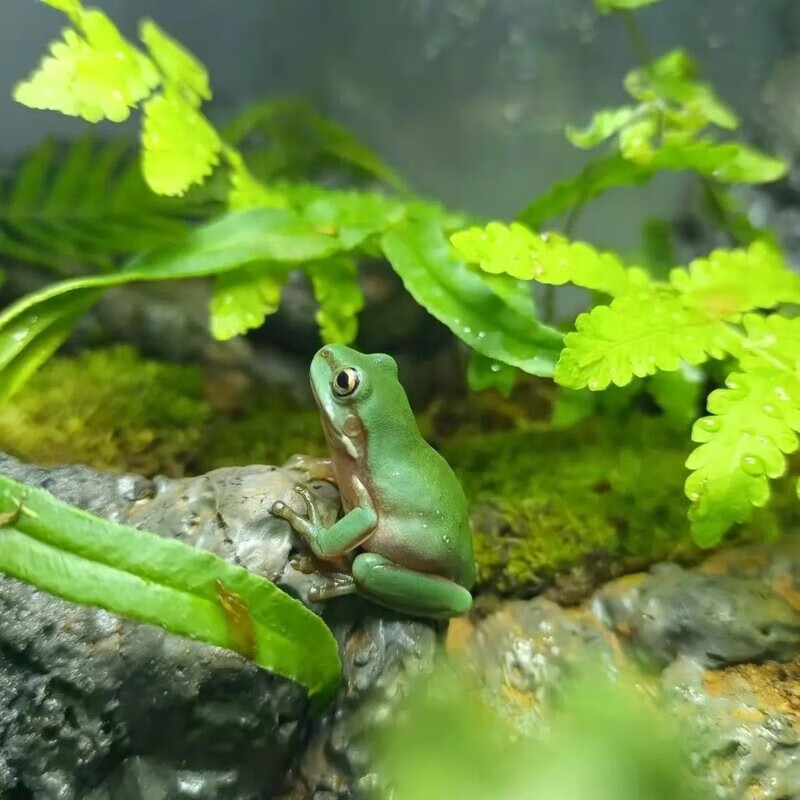 姥爷树蛙澳洲绿角蛙玻璃宠物小丑迷你蝌蚪黄金牛蛙角蛙老爷牛奶 绿