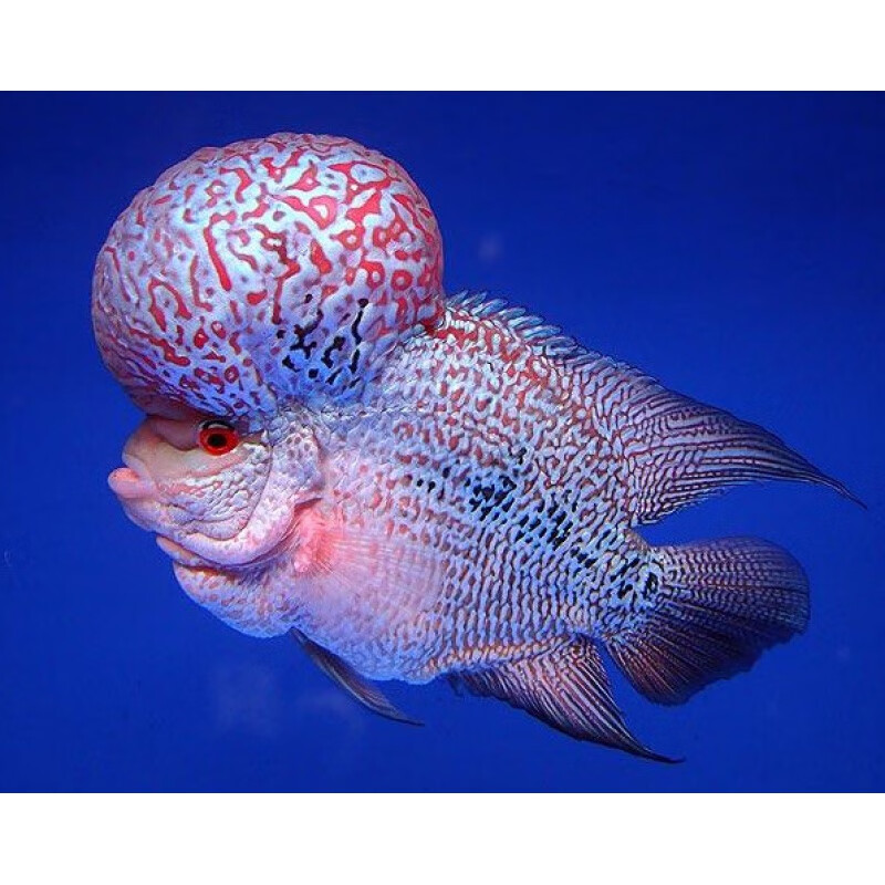 鱼活体鸿运当头泰国金花马骝拉线包头爆头罗汉 带头元宝罗汉10-11一条