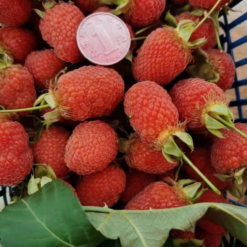 野生掌叶覆盆子【大号角公,牛奶母,红树莓,刺泡】老桩地盆栽 掌叶