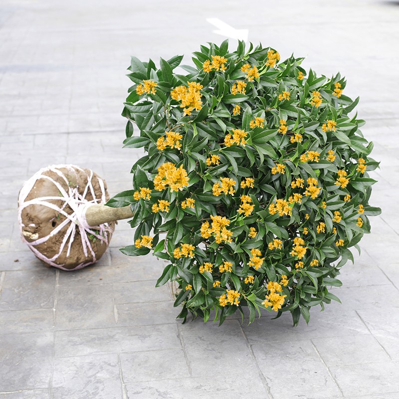 ԽļŲֲ̃ͥԺֲ Ũ͡ 3硾꿪 63Ԫ5(12.6Ԫ/)