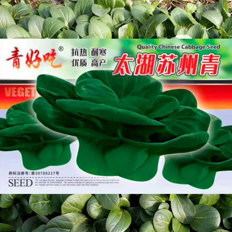 太湖苏州青种子四季黑叶苏州青梗油菜籽小白菜鸡毛菜秋冬季蔬菜孑