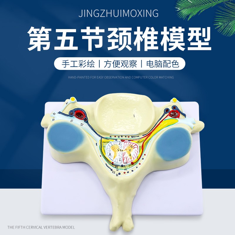 第五节颈椎模型 颈椎附脊髓和脊神经放大脊髓横断面放大 脊髓教学