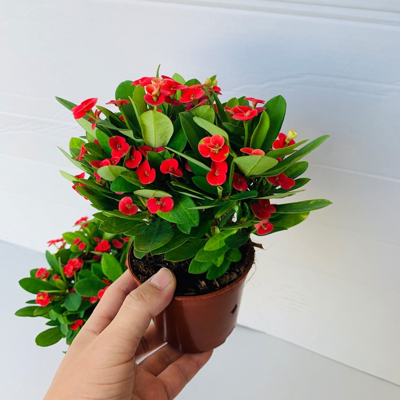 孙凯(sunkai)虎刺梅铁海棠花盆栽好养四季开花的花卉植物室内 虎刺梅