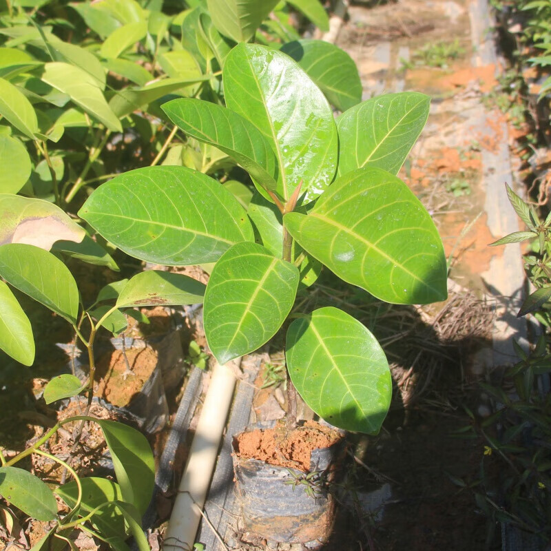 植果缘(fruit border)大叶榕树苗正宗高山榕小苗琴叶榕四季常绿南北方