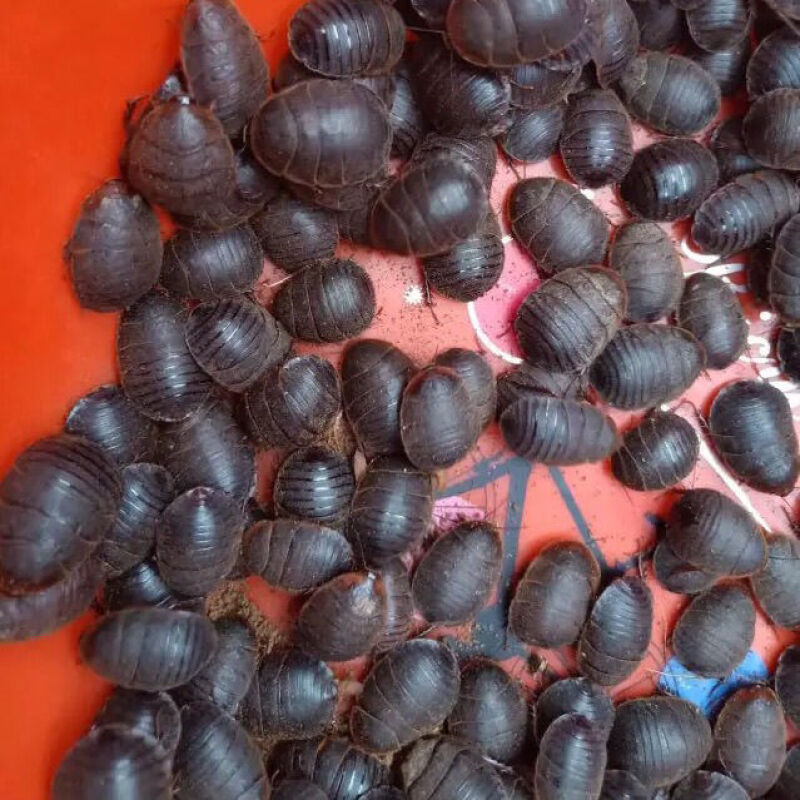 活土元活体土元种卵地鳖虫药食两用偏方中药材土鳖虫 500g活土元