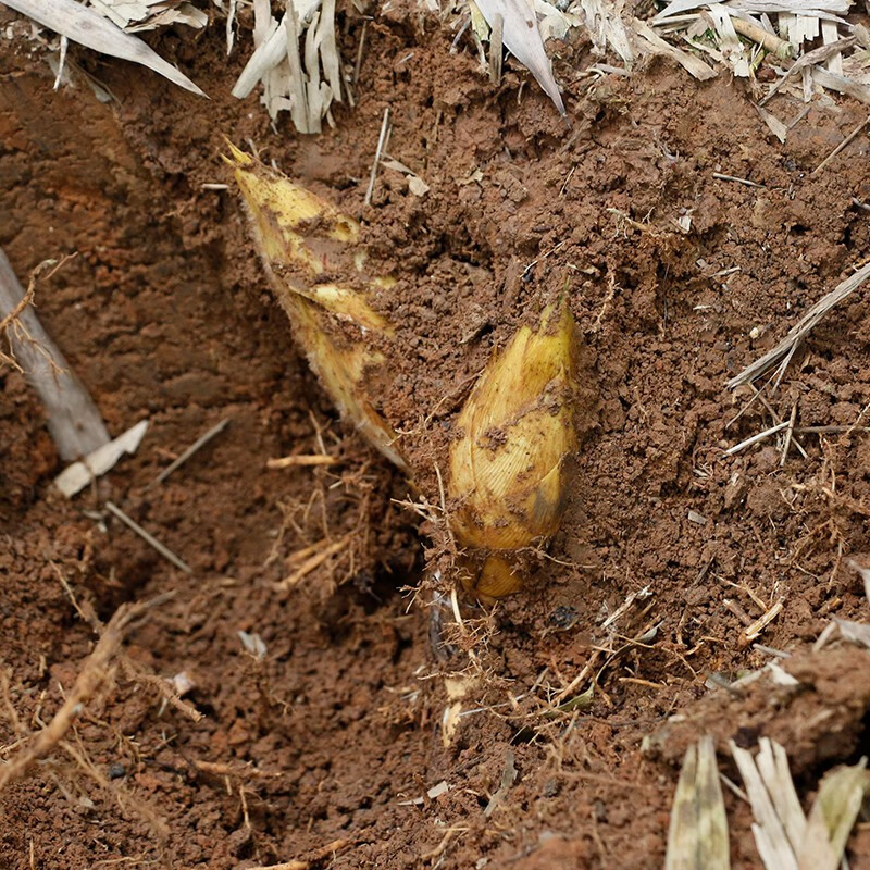 三侬公社 上虞尚品长塘春笋竹笋新鲜净重2500g  冬笋  黄土山笋农家嫩 