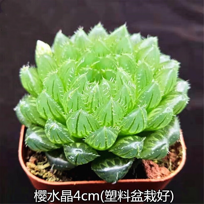 ������͸��ʮ��������¶����ֲ������ˮ����¶�����ϼ�ӣˮ�����⻨�� ӣˮ��4cm �������Ժ÷��� 8.8Ԫ