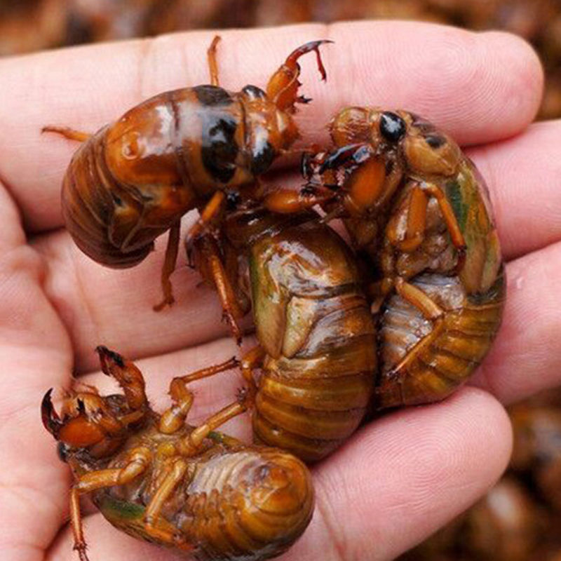 山东新鲜金蝉 知了猴活体速 冻结了龟爬叉碟啦唐僧肉 20个装【保温箱