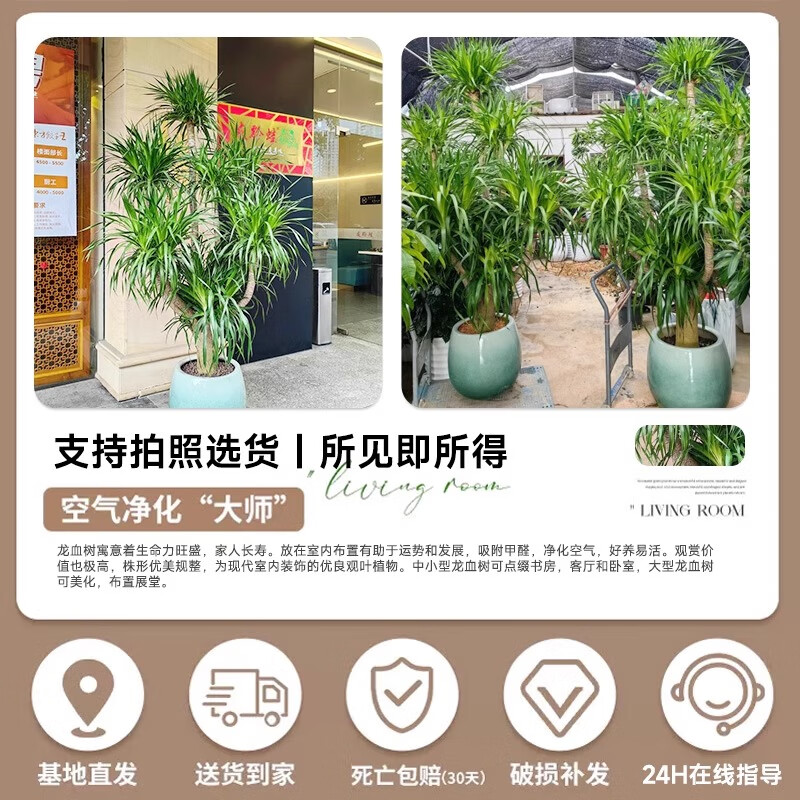 叹为观止 大型盆栽 单杆辫子发财树天堂鸟绿萝散尾葵办公室内开业乔迁礼品 多头龙血树1.3-1.5米【圆柱盆】 含盆