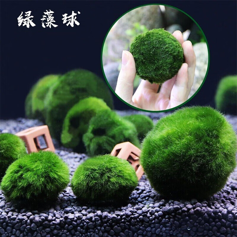 水草植物活体海藻球懒人水藻球装饰前景水草生态瓶绿澡球水藻球微景观