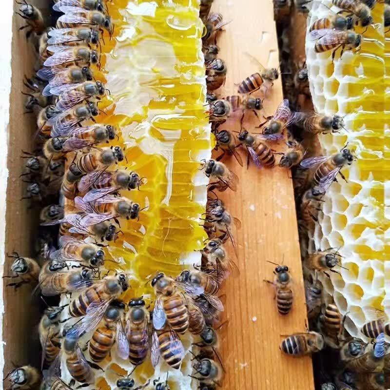 中蜜蜂群笼蜂活体大棚授粉蜂整群带王带脾新开产王阿坝双色蜂群 广东本地新产王包活到手属于什么档次？