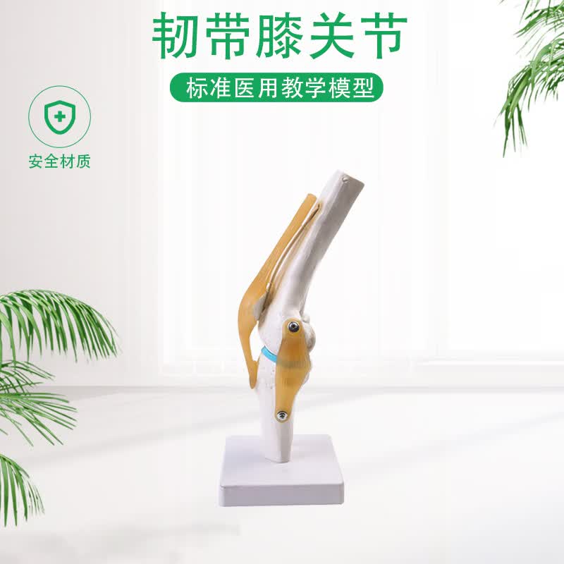 【jd健康】人体膝关节骨骼模型人体功能性膝关节韧带模型膝关节模型