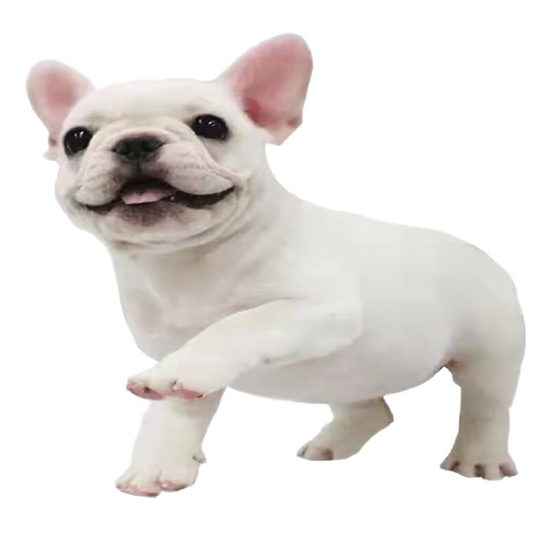 桓瑞寵物法牛犬幼犬幼崽法國(guó)斗牛犬純種寵物狗狗活體犬舍直銷中型犬保健康 血統(tǒng)級(jí) 母