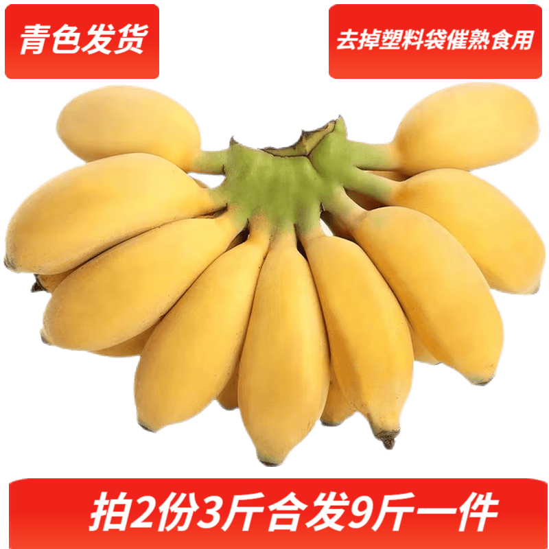 梦芷广西正宗小米蕉新鲜香蕉粉糯香蕉酸甜小香蕉现砍青色现发特产 店长力荐3斤装（拍2份合发9斤）怎么样,好用不?