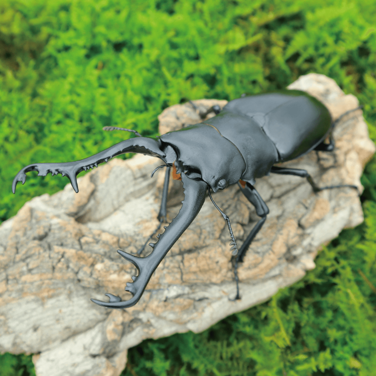 甲独角仙甲虫爬宠锹形虫昆虫中国大扁兜虫 1/2龄幼虫3条一组公母随机