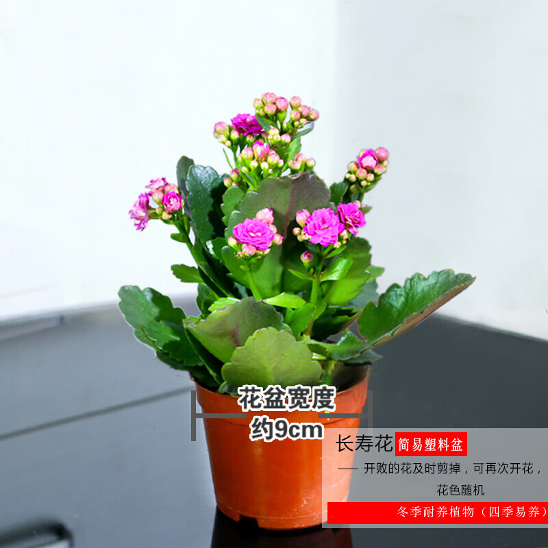 长寿花盆栽观花植物室内开花绿植玻璃水培植物开花小盆栽鲜花t2 小号