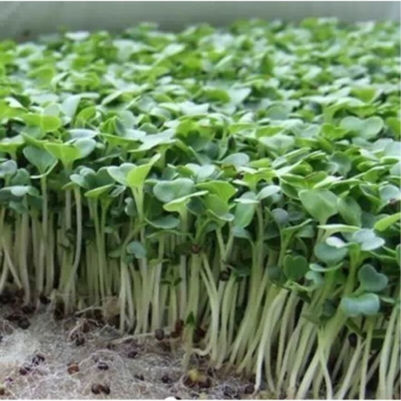 细辛可吃萝卜苗萝卜菜娃娃菜种子阳台水培菜芽苗种籽 萝卜苗种子 新手