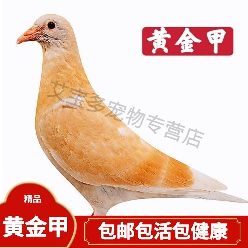 黄金甲信鸽信鸽赛鸽种鸽一公一母鸽子活一对幼鸽青年鸽包活包落地