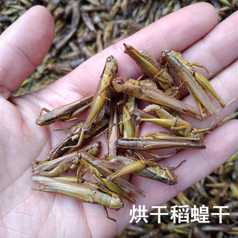 宜享健康烘干小蚂蚱中华稻蝗纯干小油蚂蚱蝗虫蚱蜢250克