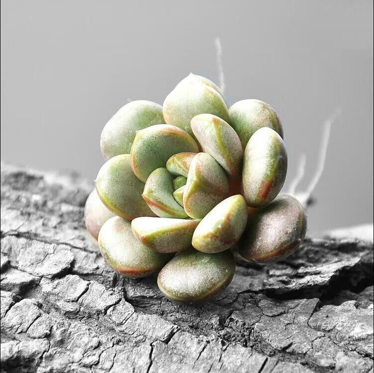 刘不丁多肉植物红葡萄姬葡萄精品唯美桃蛋多肉组合盆栽美肉肉 葡萄(单