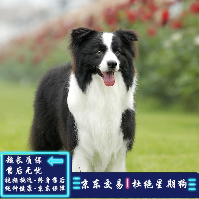 采缇(caiti)纯种边牧幼犬狗狗活体宠物狗幼崽边境牧羊犬中型犬 宠物级