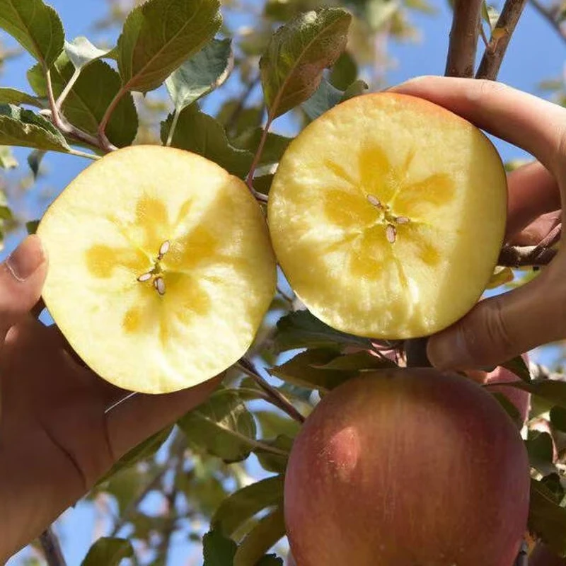 阿克苏苹果新疆阿克苏冰糖心苹果 红富士时令新鲜水果礼盒 丑苹果 送礼推荐 带箱10斤 中果 单果70mm+净重8.5斤