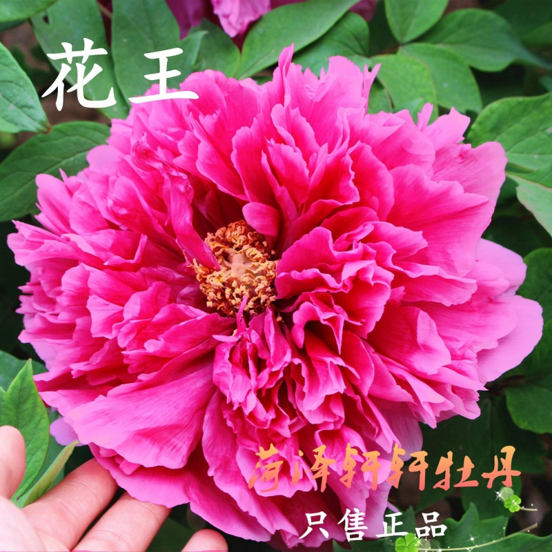 杏牡丹花树苗当年开花牡丹花苗盆栽大苗菏泽四季绿植观赏花卉室 花王
