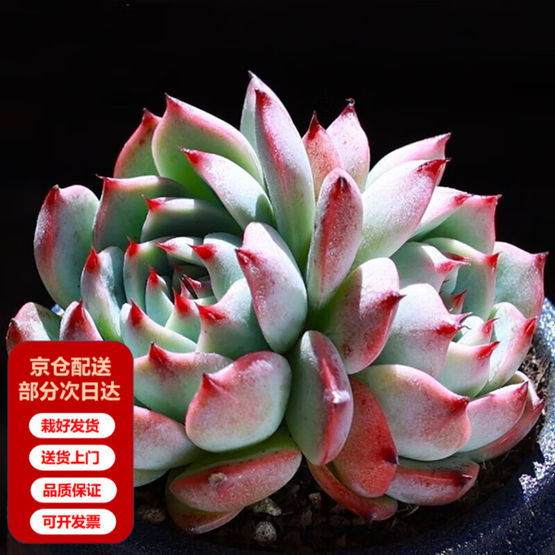 ֲܶС׮ͷƷ챦ʯҵľԻܴԺ (2-3ͷ) Ժ÷ 19.44Ԫ3(6.48Ԫ/)