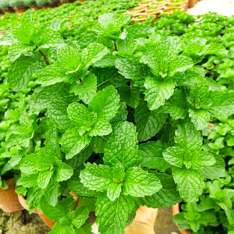 种菜记 十香菜种子种籽孑苗秧石香菜薄荷食用四川鱼香菜草四季菜苗
