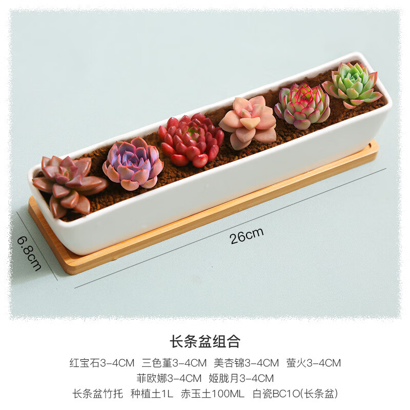 多肉植物最低价在什么时候|多肉植物价格走势图