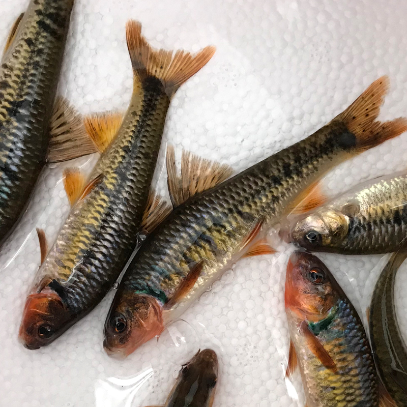 黑鳍鳈华鳈观赏鱼活体稀少底层鱼好养原生小型淡水冷水江西鳈 4条黑鳍
