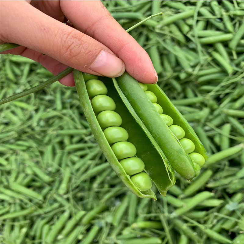 甜豆 相关京东优惠商品潜力降序 价格图片品牌优惠券 虎窝购