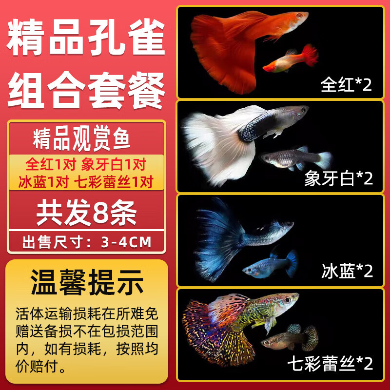 小型淡水冷水好养耐活斑马凤尾小鱼 全红1对象牙白1对冰蓝1对七彩蕾