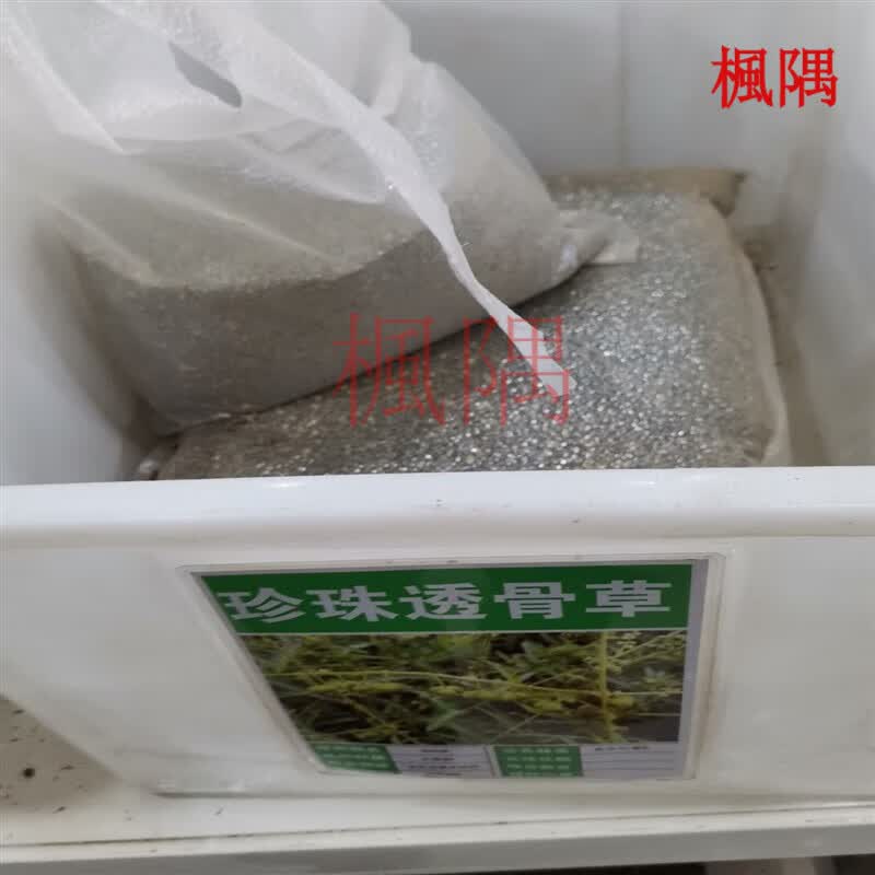楓隅珍珠透骨草种子观果种籽庭院观叶种孑 珍珠透骨草种子一斤