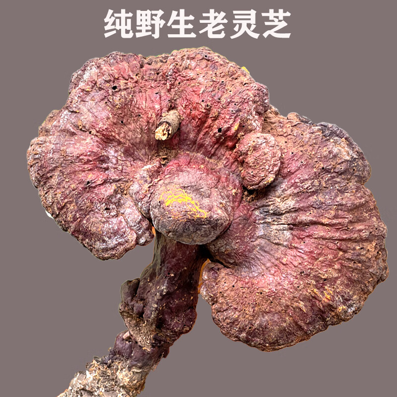 红灵芝野生灵芝赤灵芝红灵芝苦味一斤装老灵芝可切片一斤3朵特大个